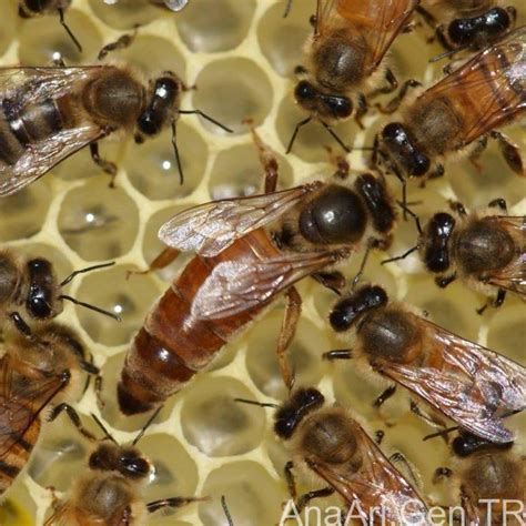 kraliçe arı nasıl üretilir